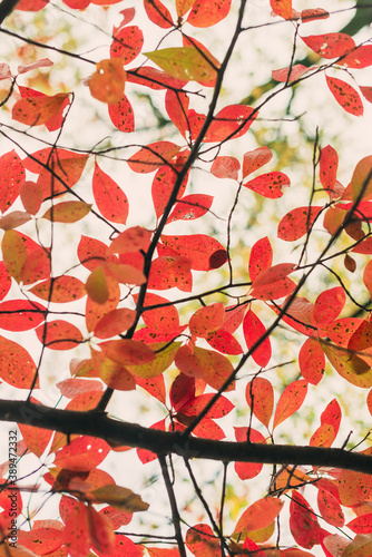 Red, green, and orange fall leaves of a black gum tree photo