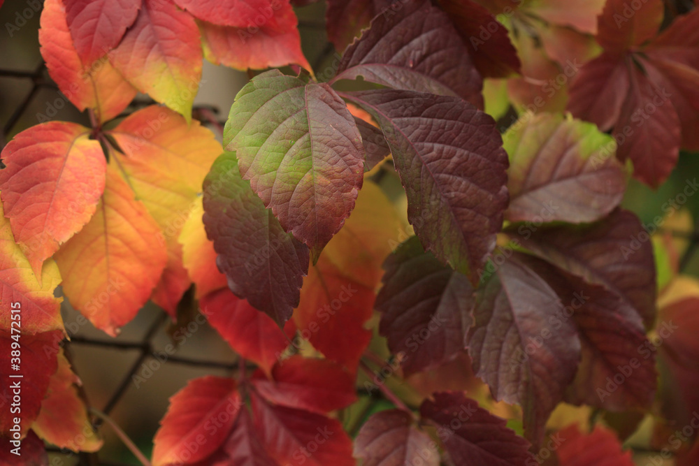 Colorful autumn leaves on nature background