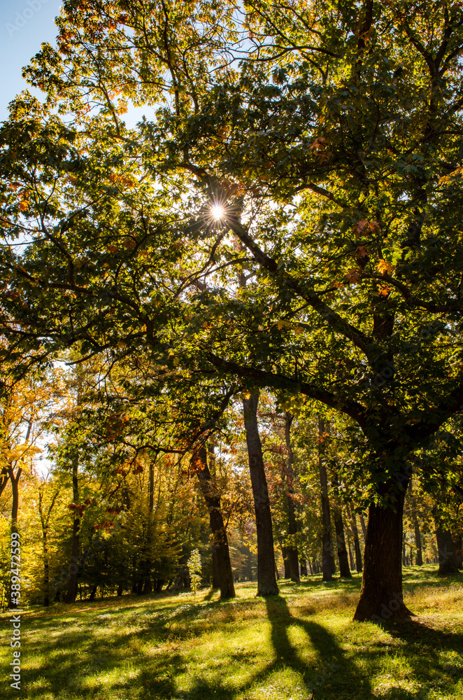 Autumn landscape with fall foliage of trees and the sun of the Uman Park, Ukraine.