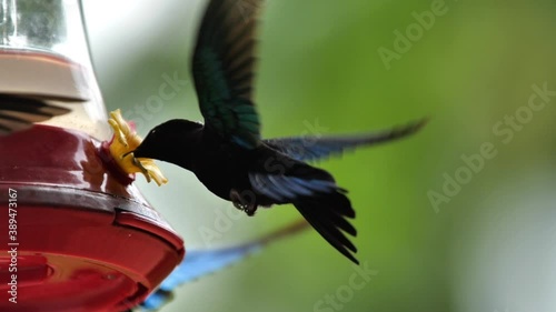 long beak spectacular humming bird drinking nectar artificial flower Martinique photo