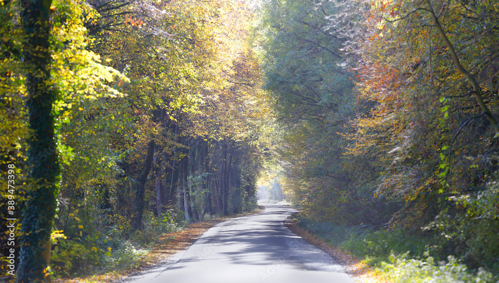 Fototapeta premium Landstraße im Sonnenlicht durch eine Natur im Herbst