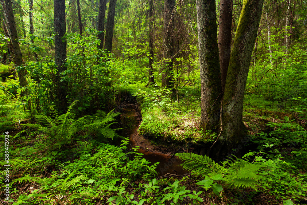 A keystone habitat with a small stream in a summery lush old-growth forest in Estonia, Northern Europe.