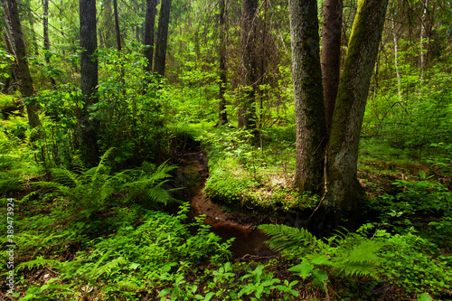 A keystone habitat with a small stream in a summery lush old-growth forest in Estonia, Northern Europe. © adamikarl