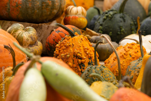 Collection of huge pumpkins, of all shapes, colors and sizes, exhibited in baskets or on the ground, in the Royal Botanical Garden in Madrid, Spain. photo