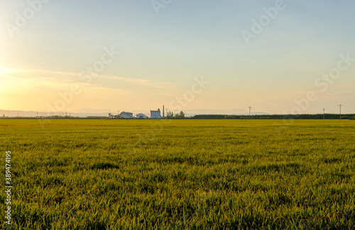 Albufera Valencia rice plant, Oryza sativa field, seeds to harvest food spain