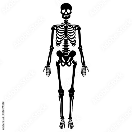 Human skeleton. Full length cartoon skeleton. Vector template illustration.