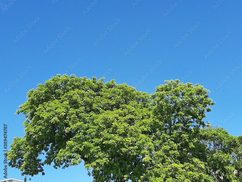 green tree in the summer
