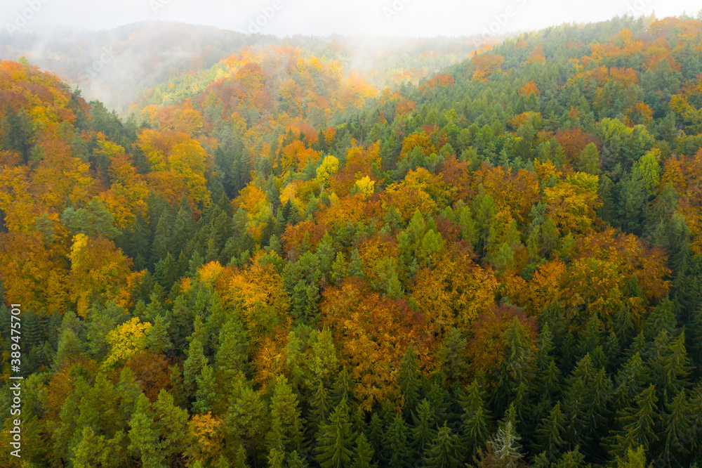 Aerial view on the colorful autumn or fall fir or foliage forest covered by clouds