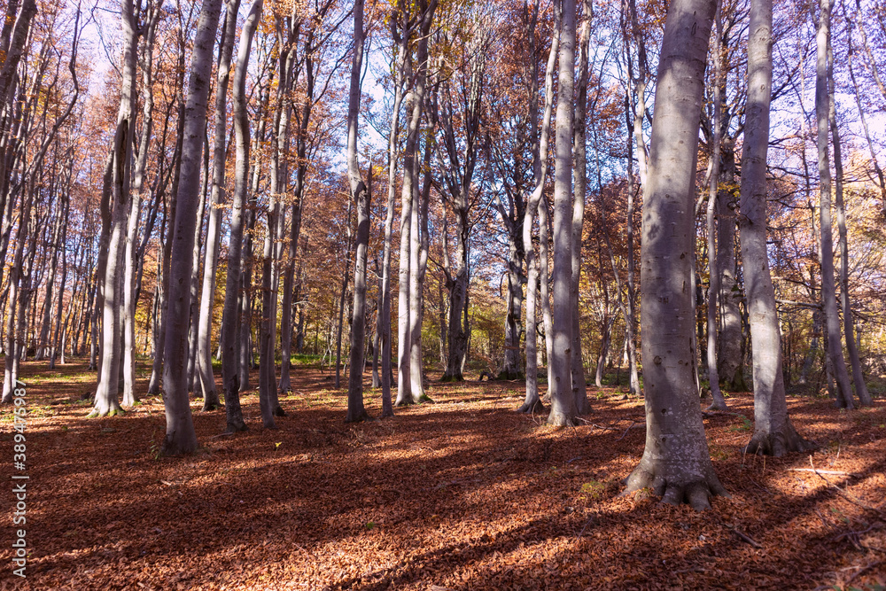 Wonderful forest of Japetic hill above town of Jastrebarsko, Croatia, in beautiful autumn colors and fallen leaves covering woods floor