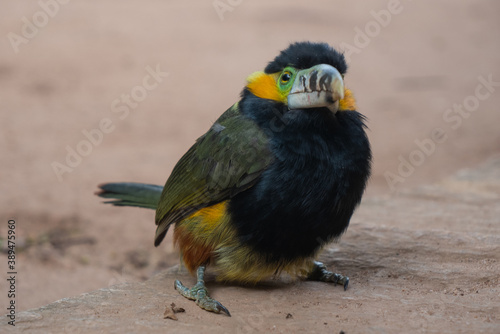 Araçari-poca, beautiful brazilian tropical bird