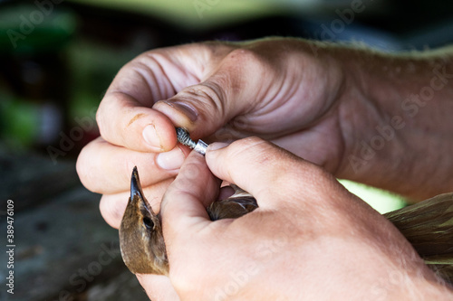 An ornithologist ringing a captured bird in a bird station on the coast of Estonia, Northern Europe. 
