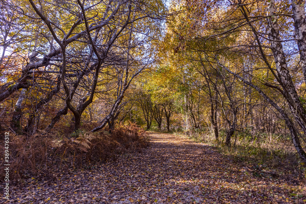 Obraz premium Hiking on the forest trail of Japetic hill, Croatia, during wonderful autumn season with colorful trees and fallen leaves on the ground