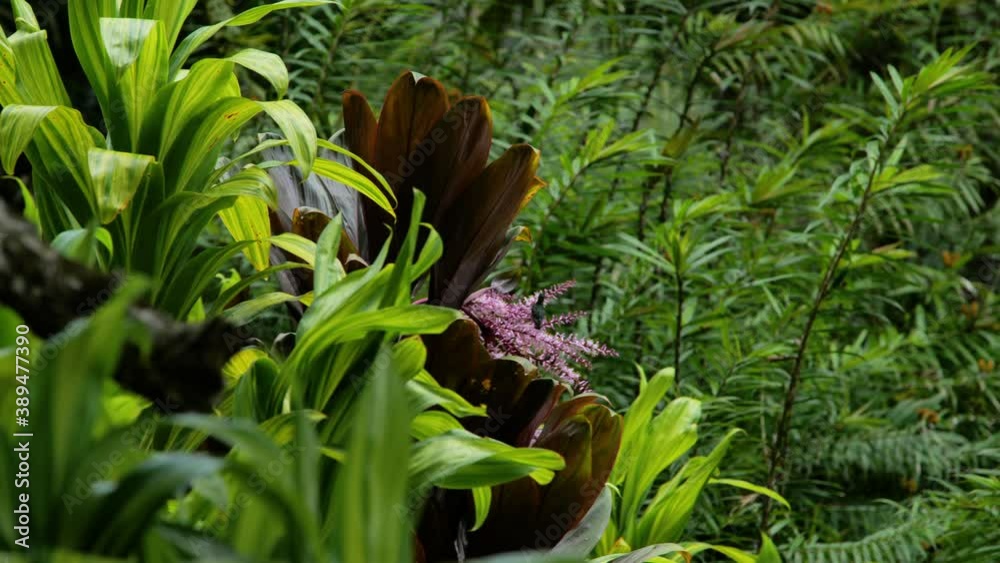 Antillean crested hummingbird rare small bird drinking nectar in flowers Balata garden Martinique
Antillean crested hummingbird rare small bird drinking nectar in flowers Balata garden Martinique