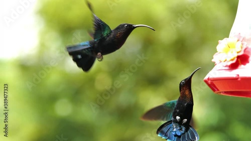 eulampis jugularis humming birds feeding in Balata garden Martinique Purple-throated carib