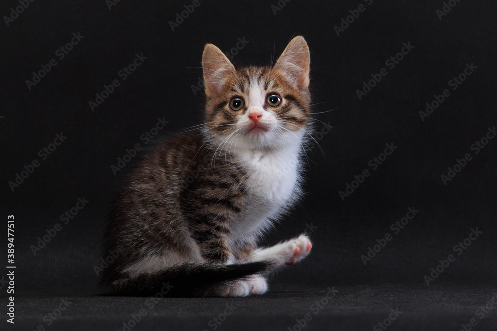 Striped kitten lifting its hind paw in funny way