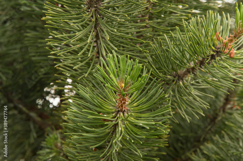 close-up: pine branches with strobili photo