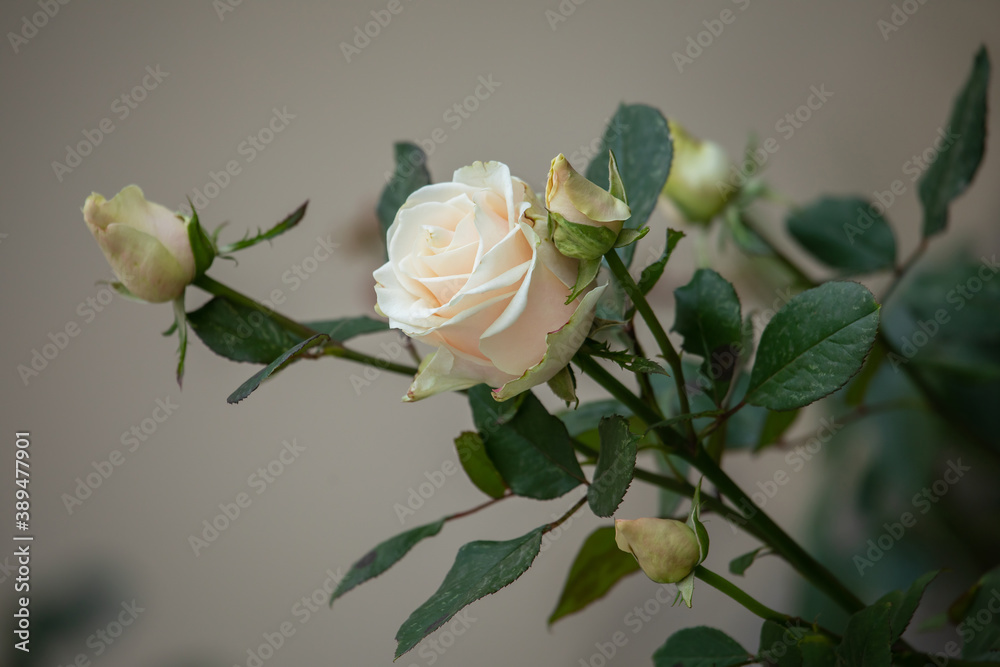 Obraz premium Creamy rose flower in the summer garden