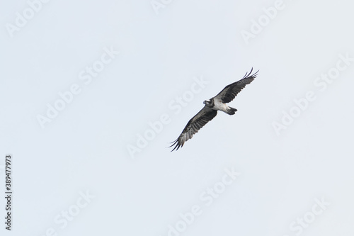 osprey in cast sky