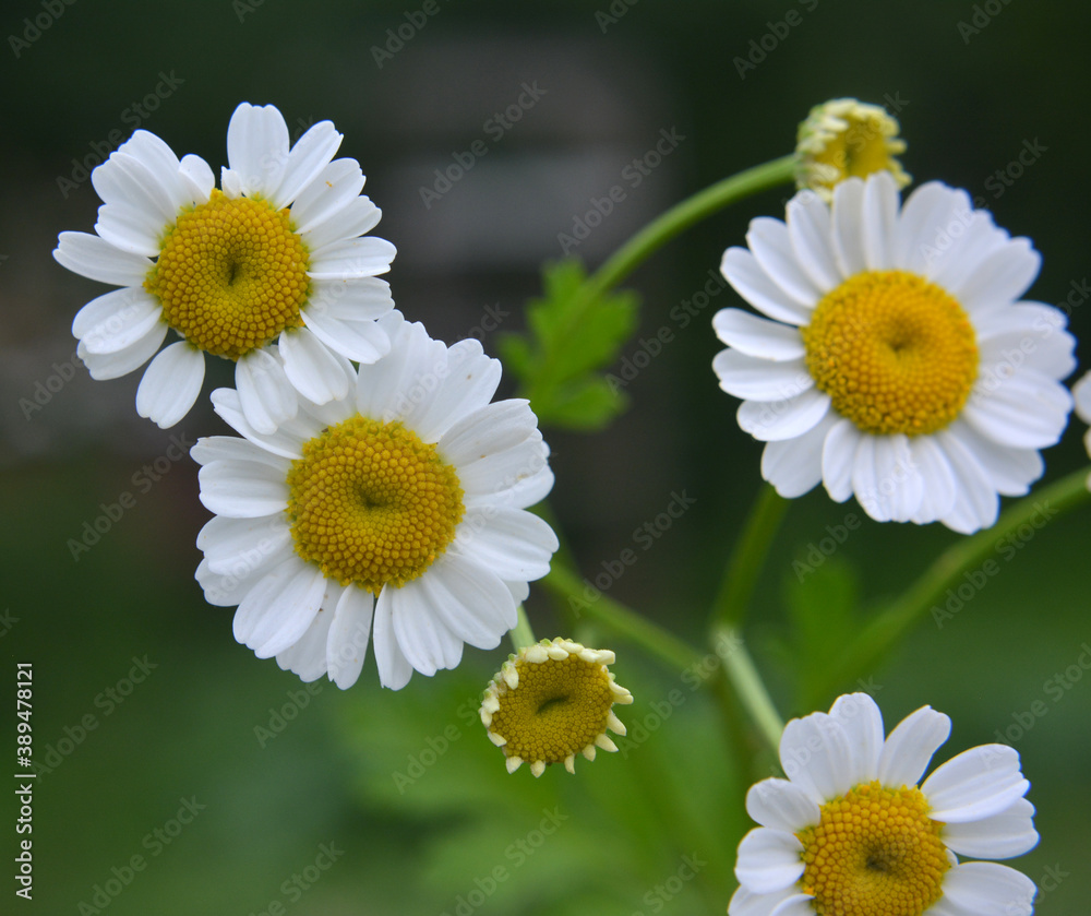 Obraz premium Tanacetum parthenium blooms in nature