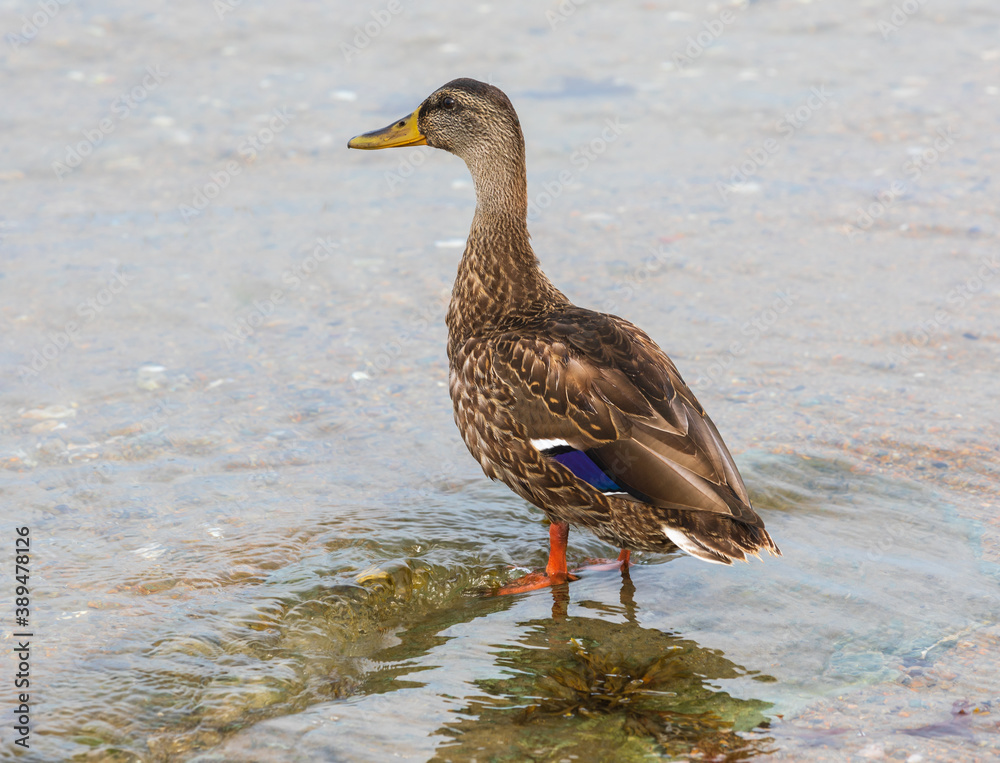 Duck at the beach in Newport RI Duck at the beach in Newport RI