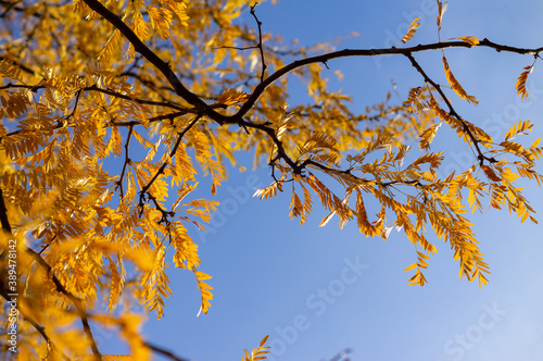 Fototapeta Naklejka Na Ścianę i Meble -  Yellow beautiful leaves on the sky in autumn 