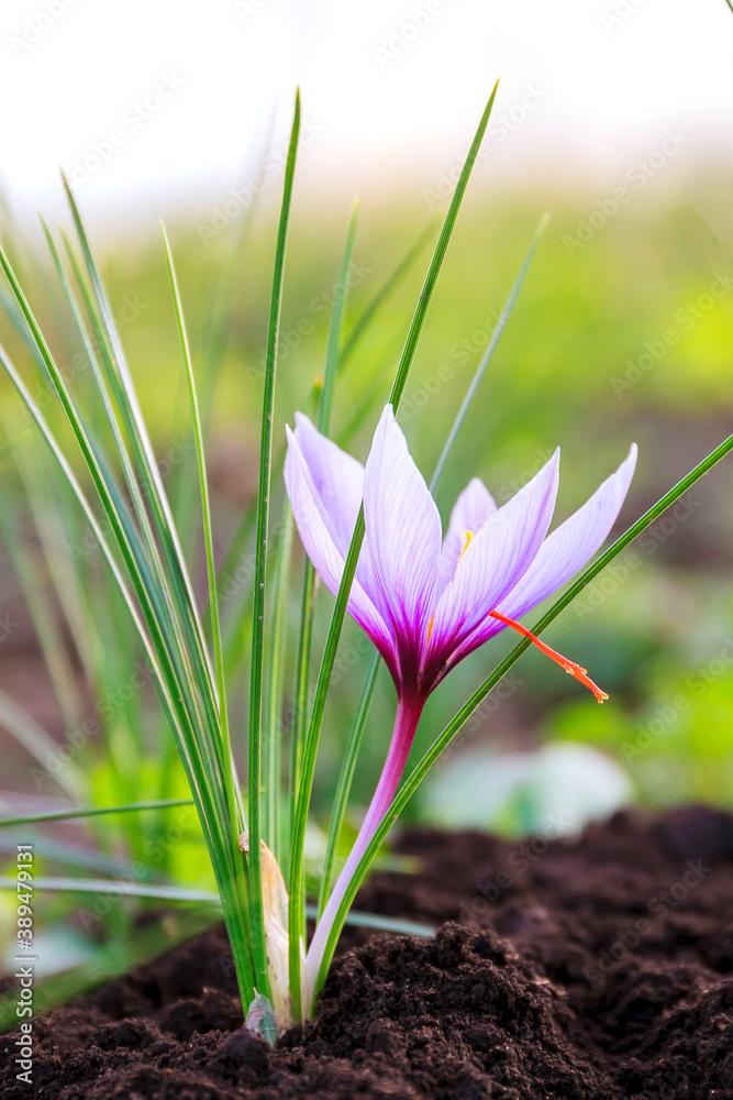 Flowering saffron plant. Harvesting crocus flowers for the most expensive spice. Flowering saffron plant. Harvesting crocus flowers for the most expensive spice.