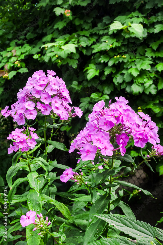 Purple garden Phlox closeup on green garden background Purple garden Phlox closeup on green garden background