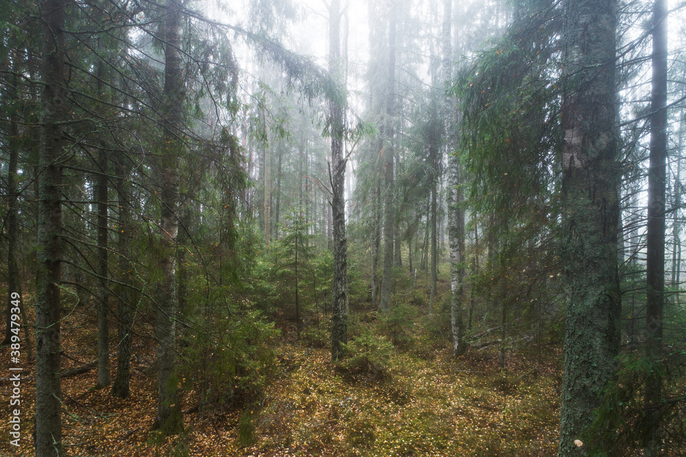 Obraz premium A foggy and mystical autumn morning in a mixed boreal forest in Estonia, Northern Europe. 