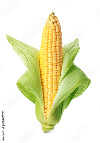 Ripe raw corn cob with husk isolated on white