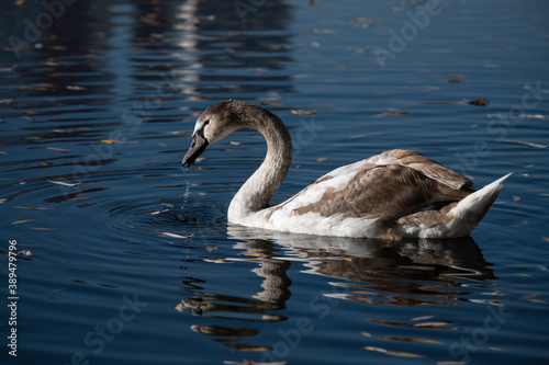 Close up young swan portrait grey nature spring birds wild life