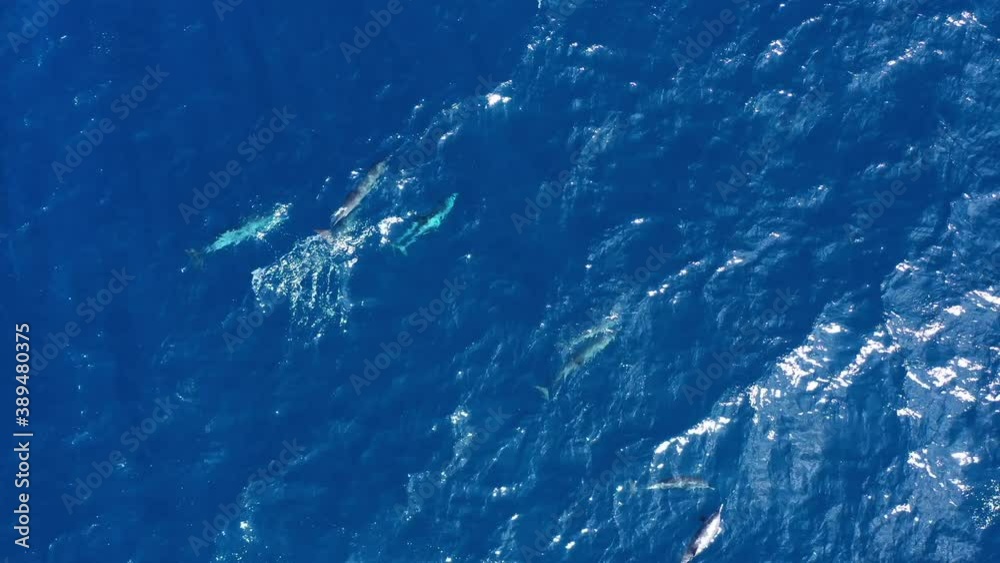 Amazing pod of dolphins fishing and plaing in Martinique aerial shot west indies bottlenose Amazing pod of dolphins fishing and plaing in Martinique aerial shot west indies bottlenose