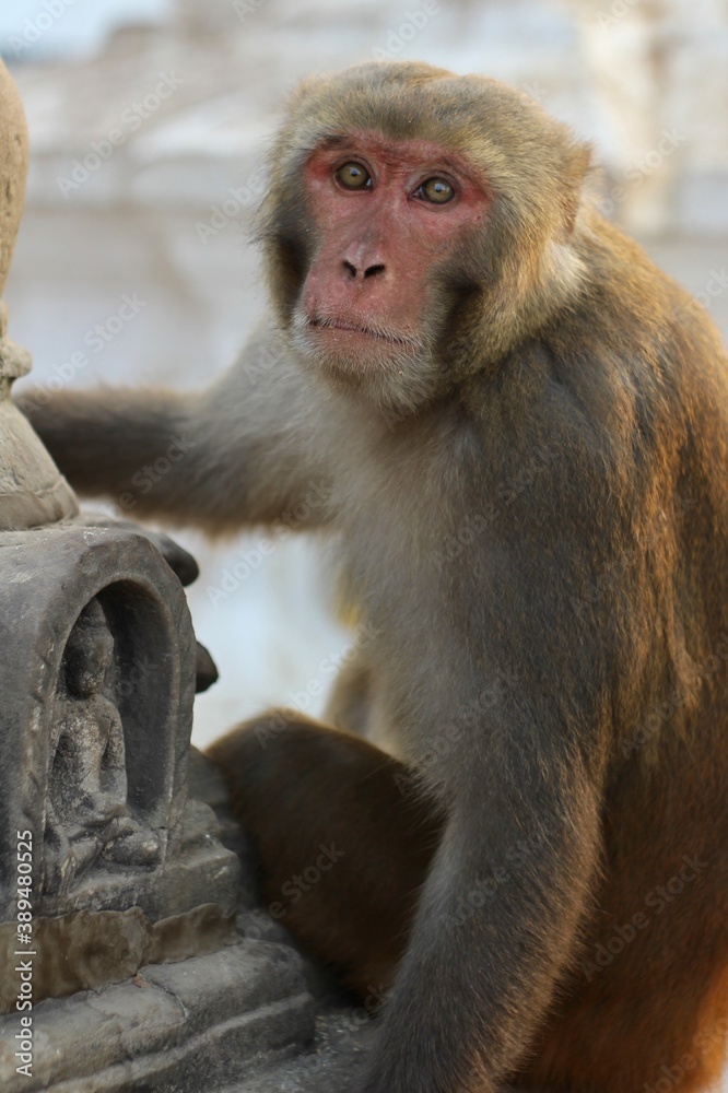 Fototapeta premium portrait of a macaque