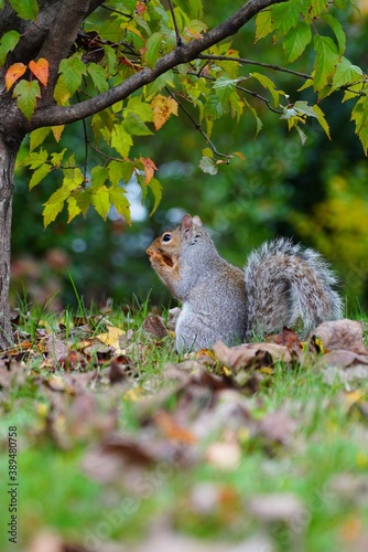 Tapety artystyczne Furry Eastern gray squirrel 