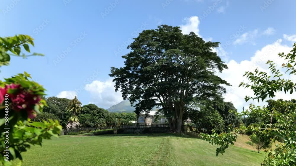 Giant tree in a rum distillery mount pelee in background Martinique french colony manor Giant tree in a rum distillery mount pelee in background Martinique french colony manor