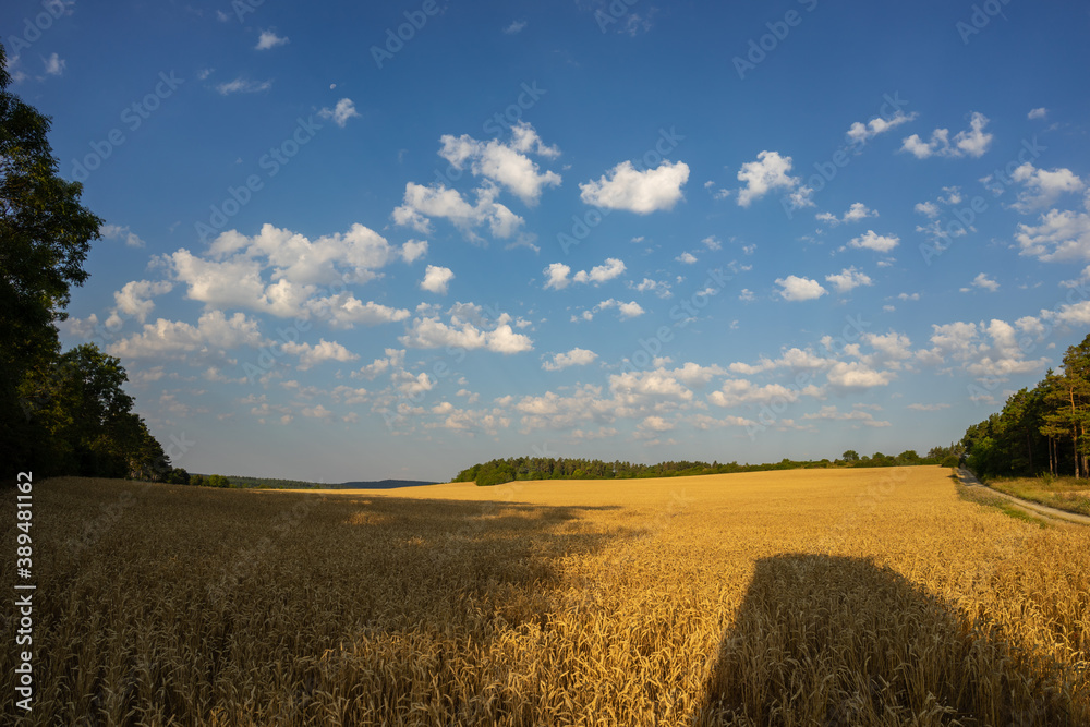 Getreidefeld kurz vor der Ernte