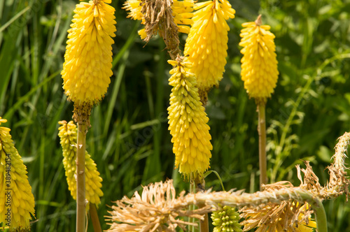 close-up: Kniphofia Sunningdale Yellow blossomsKniphofia