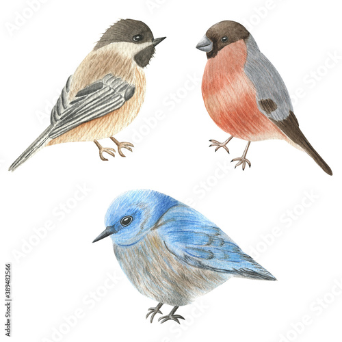 Watercolor illustration of winter birds. Clipart. photo