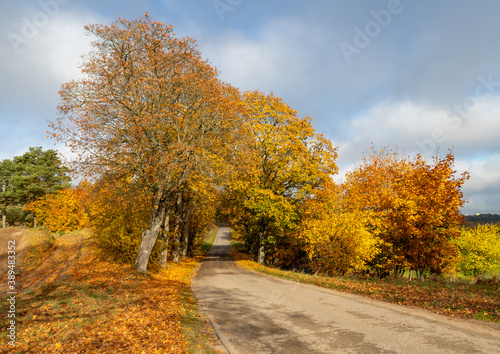 A road leading through a deciduous forest. Leaves fall from tall trees.