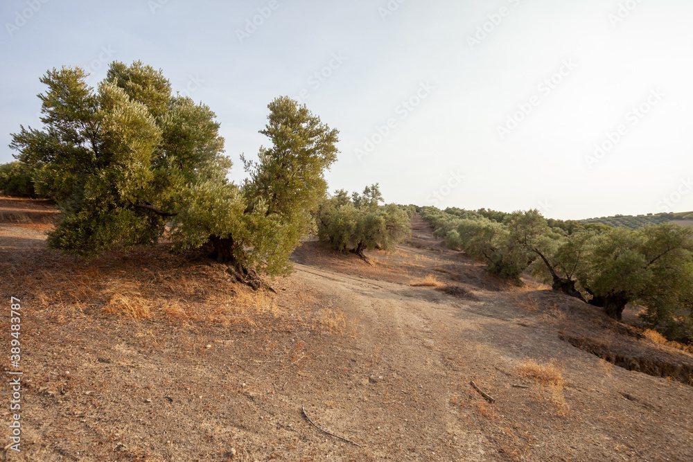 Beautiful Olive Trees Plantation