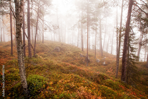 Colorful pristine taiga forest with tall trees in Northern Finland in Oulanka National Park during a foggy morning. 