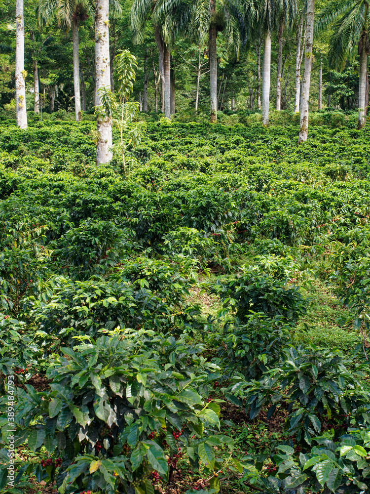 Costa Rica Coffea plantations. Coffea is a genus of flowering plants in the family Rubiaceae. Coffea species are shrubs or small trees native to tropical Africa and Asia.The seeds called coffee beans Costa Rica Coffea plantations. Coffea is a genus of flowering plants in the family Rubiaceae. Coffea species are shrubs or small trees native to tropical Africa and Asia.The seeds called coffee beans