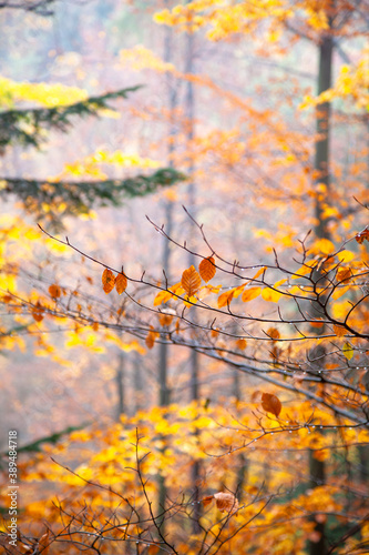autumn leaves pattern in the forest nature background