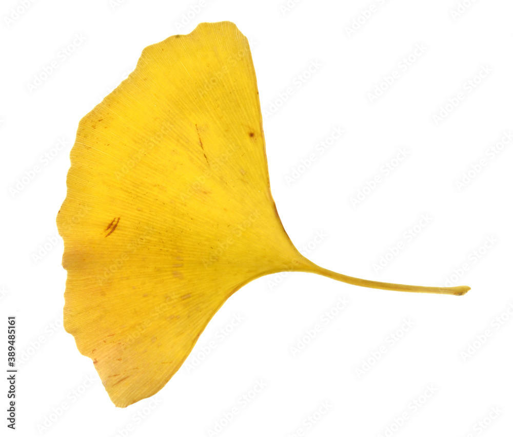 Naklejka premium Ginkgo biloba leaf isolated on white background