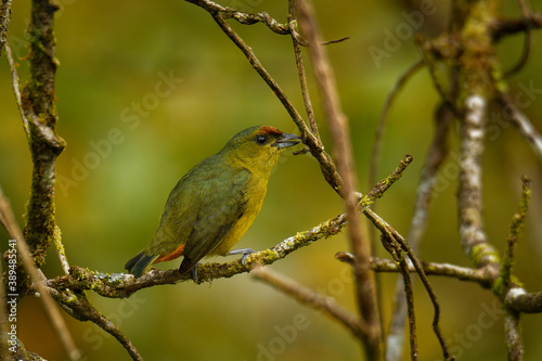 Olive-backed Euphonia - Euphonia gouldi small passerine bird in the finch family, resident breeder in the Caribbean lowlands and foothills from southern Mexico to western Panama