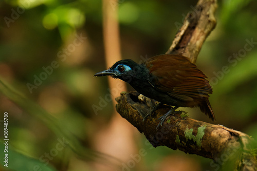 Chestnut-backed antbird (Poliocrania exsul) dark brown passerine bird in the antbird family, found in humid forests in Central and South America, ranging from Nicaragua to western Ecuador photo