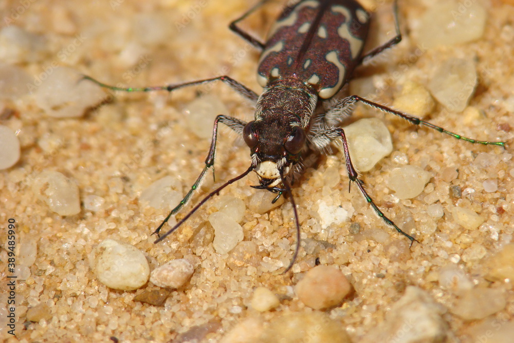 Tiger Beetle (Lophyra flexuosa) Tiger Beetle (Lophyra flexuosa)
