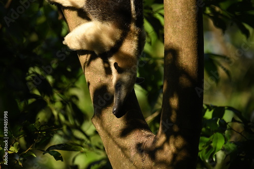 Northern Tamandua - Tamandua mexicana species of anteater, tropical and subtropical forests from southern Mexico, Central America to the edge of the northern Andes photo