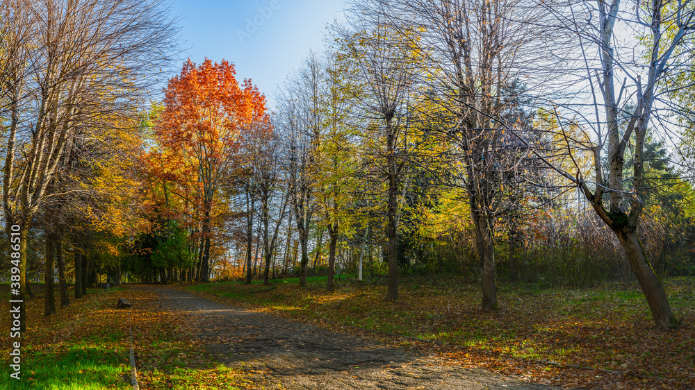 Autumn trees in the park. Truskavets, Ukraine. Autumn trees in the park. Truskavets, Ukraine.