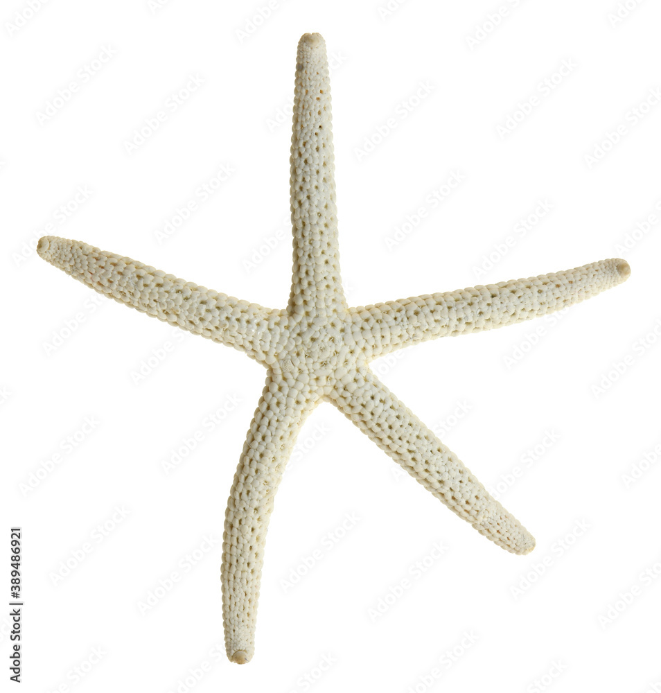 Sea star fish isolated on white background Sea star fish isolated on white background