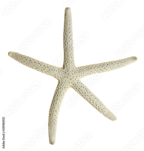 Sea star fish isolated on white background